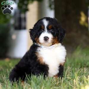 Captain, Mini Bernedoodle Puppy